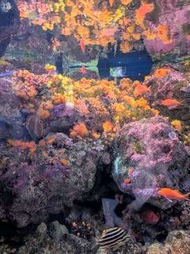 新江ノ島水族館に投稿された画像（2025/11/21）