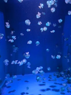 新江ノ島水族館に投稿された画像（2025/11/21）