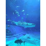 沖縄美ら海水族館に投稿された画像（2025/11/22）