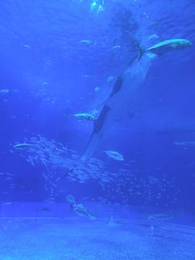 沖縄美ら海水族館に投稿された画像（2025/11/21）