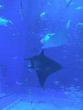 沖縄美ら海水族館に投稿された画像（2025/11/21）