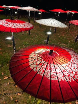 国営昭和記念公園 秋の夜散歩に投稿された画像（2025/11/21）