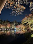 国営昭和記念公園 秋の夜散歩に投稿された画像（2025/11/22）