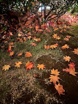 国営昭和記念公園 秋の夜散歩に投稿された画像（2025/11/21）