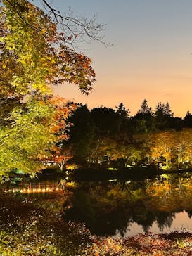 国営昭和記念公園 秋の夜散歩に投稿された画像（2025/11/21）