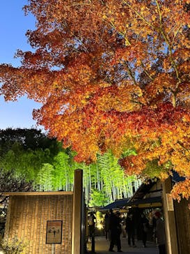 国営昭和記念公園 秋の夜散歩に投稿された画像（2025/11/21）