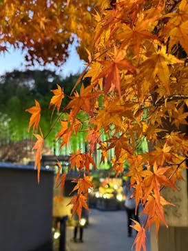 国営昭和記念公園 秋の夜散歩に投稿された画像（2025/11/21）