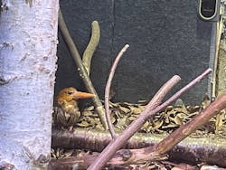 アクアマリンいなわしろカワセミ水族館に投稿された画像（2025/11/22）