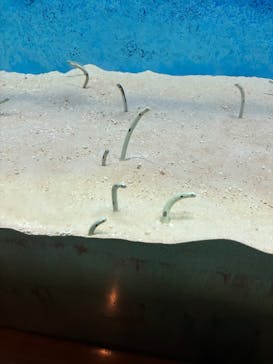 大分マリーンパレス水族館 「うみたまご」に投稿された画像（2025/11/22）