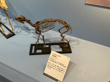 特別展「大絶滅展―生命史のビッグファイブ」に投稿された画像（2025/11/22）