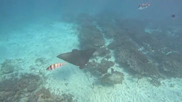 青の洞窟専門店　沖縄ダイビングショップ和に投稿された画像（2025/11/22）