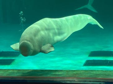 鴨川シーワールドに投稿された画像（2025/11/22）