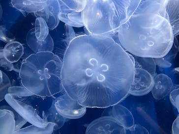 鴨川シーワールドに投稿された画像（2025/11/22）