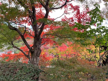 勝尾寺に投稿された画像（2025/11/22）