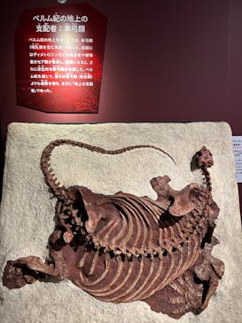 特別展「大絶滅展―生命史のビッグファイブ」に投稿された画像（2025/11/22）
