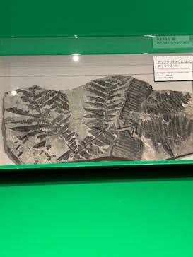 特別展「大絶滅展―生命史のビッグファイブ」に投稿された画像（2025/11/22）