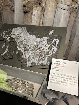 特別展「大絶滅展―生命史のビッグファイブ」に投稿された画像（2025/11/22）