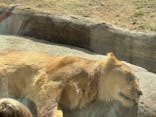 天王寺動物園に投稿された画像（2025/11/22）