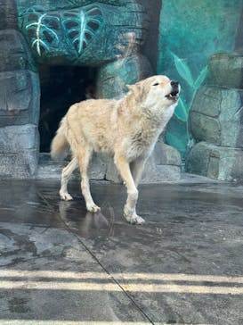 天王寺動物園に投稿された画像（2025/11/22）