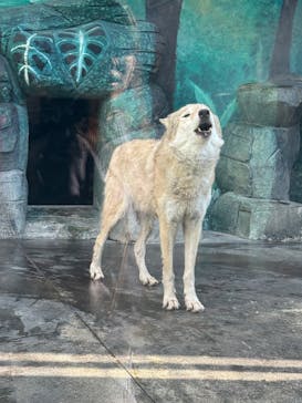 天王寺動物園に投稿された画像（2025/11/22）