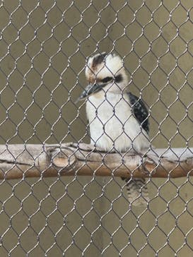 天王寺動物園に投稿された画像（2025/11/22）