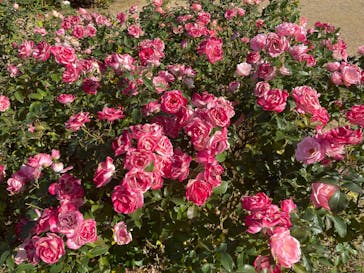 京成バラ園に投稿された画像（2025/11/22）