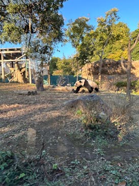 恩賜上野動物園に投稿された画像（2025/11/22）