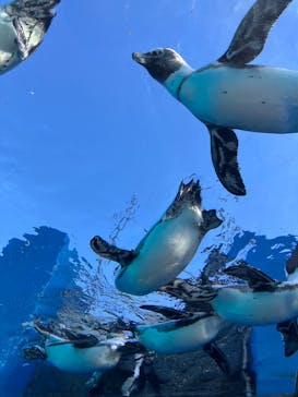 サンシャイン水族館に投稿された画像（2025/11/22）