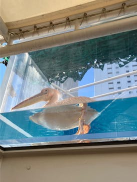 サンシャイン水族館に投稿された画像（2025/11/22）