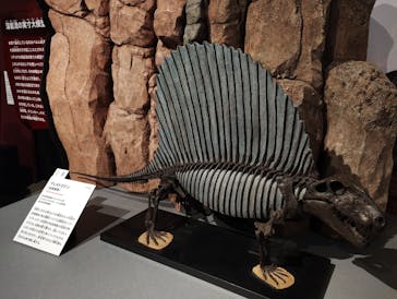 特別展「大絶滅展―生命史のビッグファイブ」に投稿された画像（2025/11/22）