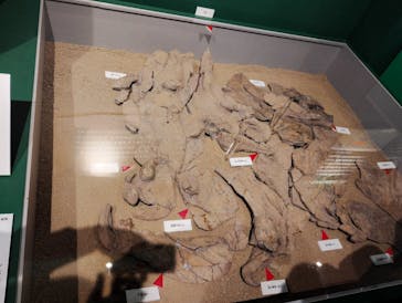 特別展「大絶滅展―生命史のビッグファイブ」に投稿された画像（2025/11/22）