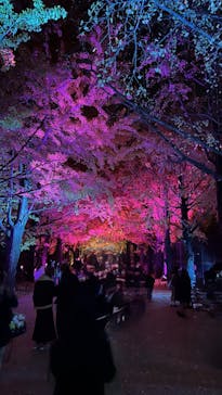 国営昭和記念公園 秋の夜散歩に投稿された画像（2025/11/22）