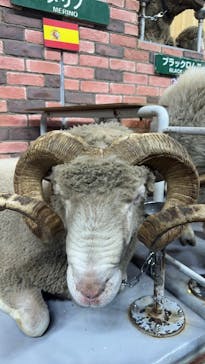 マザー牧場に投稿された画像（2025/11/22）