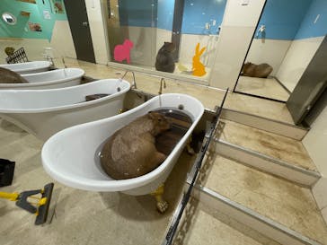 アニタッチアクアシティお台場に投稿された画像（2025/11/22）