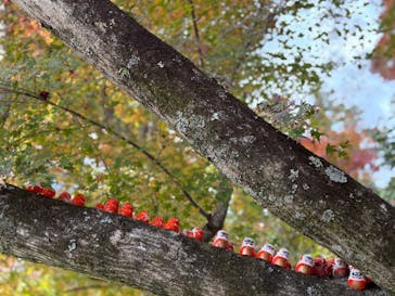 勝尾寺に投稿された画像（2025/11/22）