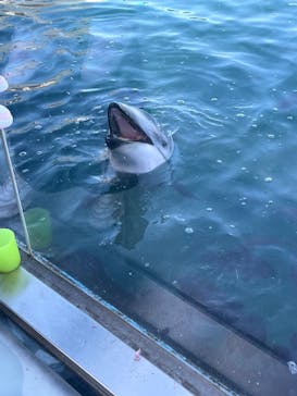 のとじま水族館に投稿された画像（2025/11/22）
