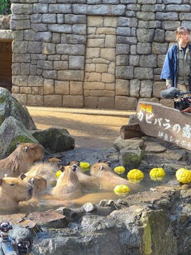 伊豆シャボテン動物公園に投稿された画像（2025/11/22）