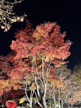 国営昭和記念公園 秋の夜散歩に投稿された画像（2025/11/22）