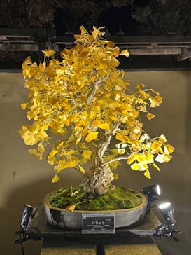 国営昭和記念公園 秋の夜散歩に投稿された画像（2025/11/22）