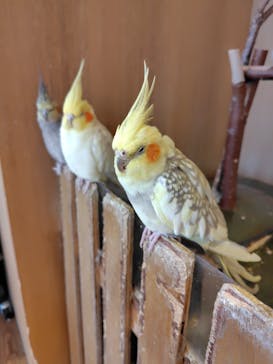 Moff animal cafe 小田原ダイナシティ店に投稿された画像（2025/11/22）