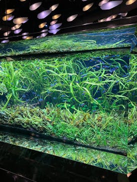 神戸みなと温泉 蓮×AQUARIUM × ART　atoaに投稿された画像（2025/11/22）