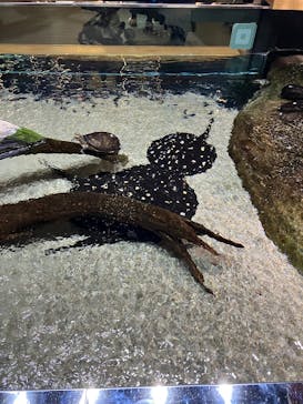 神戸みなと温泉 蓮×AQUARIUM × ART　atoaに投稿された画像（2025/11/22）