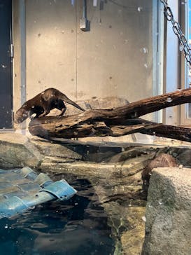 神戸みなと温泉 蓮×AQUARIUM × ART　atoaに投稿された画像（2025/11/22）