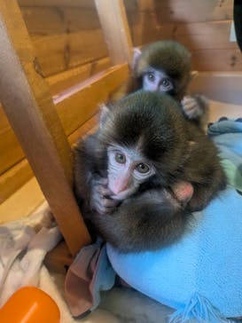 おさるランド＆アニタウン　日光さる軍団劇場に投稿された画像（2025/11/22）