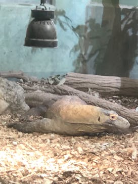 名古屋市東山動植物園に投稿された画像（2025/11/22）