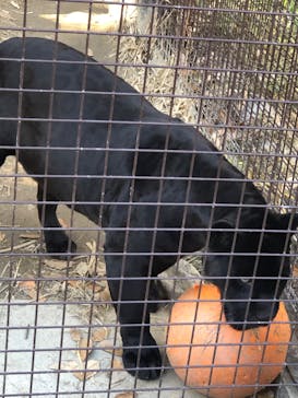 名古屋市東山動植物園に投稿された画像（2025/11/22）