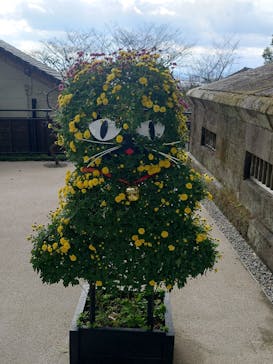 仙巌園に投稿された画像（2025/11/22）