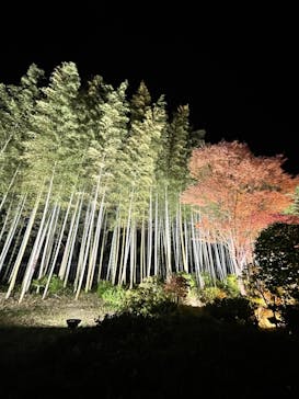 国営昭和記念公園 秋の夜散歩に投稿された画像（2025/11/22）