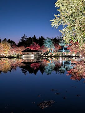 国営昭和記念公園 秋の夜散歩に投稿された画像（2025/11/22）