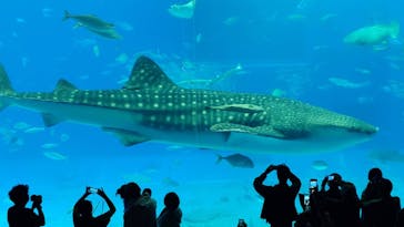 沖縄美ら海水族館に投稿された画像（2025/11/22）